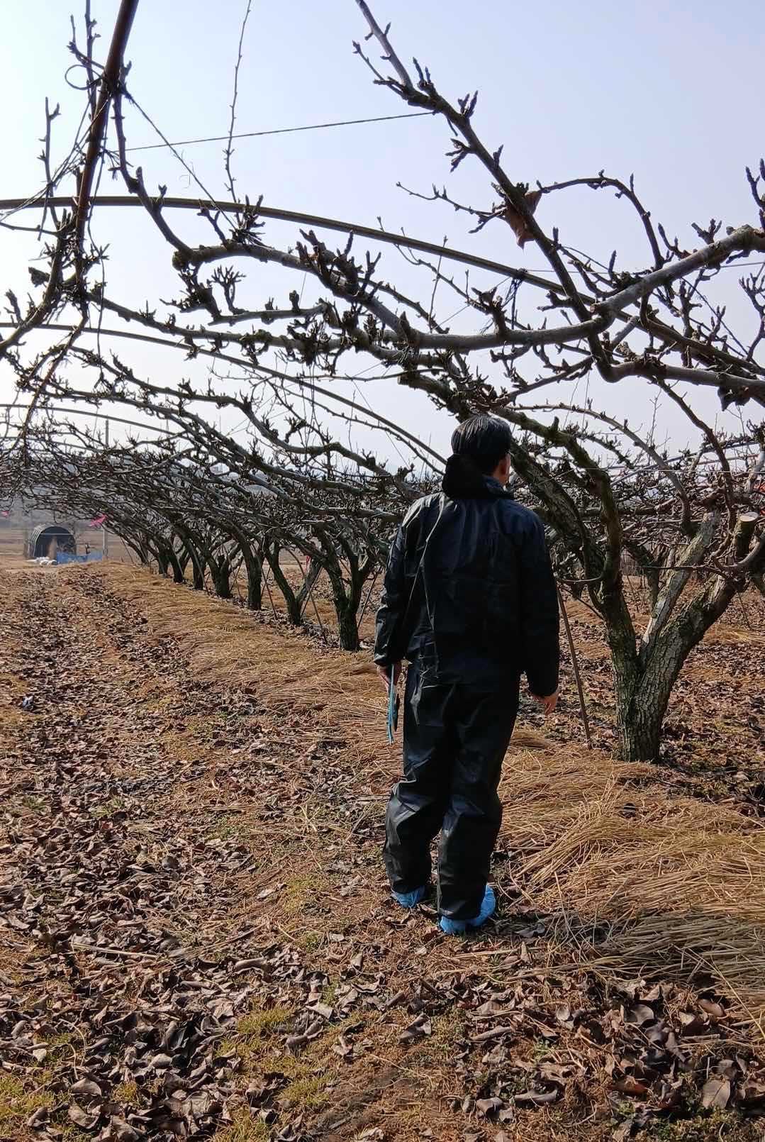 예산군, 과수화상병 월동 예찰 통해 감염주 신속 제거 등 선제 조치 추진