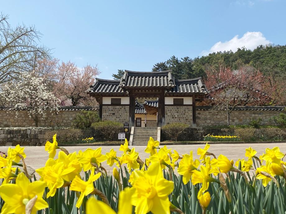 추사고택, 봄의 향기가 물씬 풍기는 수선화 만개(추사고택에서 수선화의 노란 꽃물결 향연을 느껴보세요) 이미지