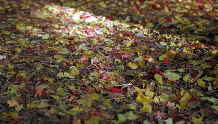 범종각 처마와 단풍 그리고 낙엽