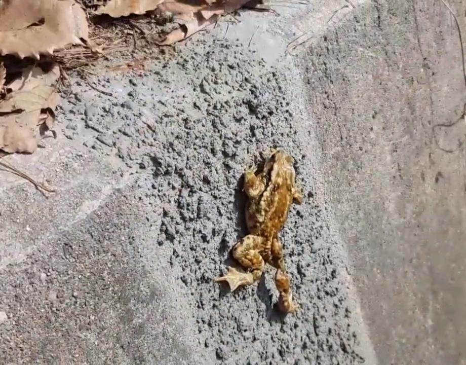 예산 황새마을에 생물이동 생태통로 “개구리 사다리” 설치 이미지