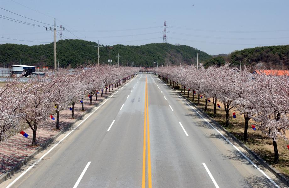 예산군, 주요 벚나무 가로수 병해충 방제작업 실시 이미지