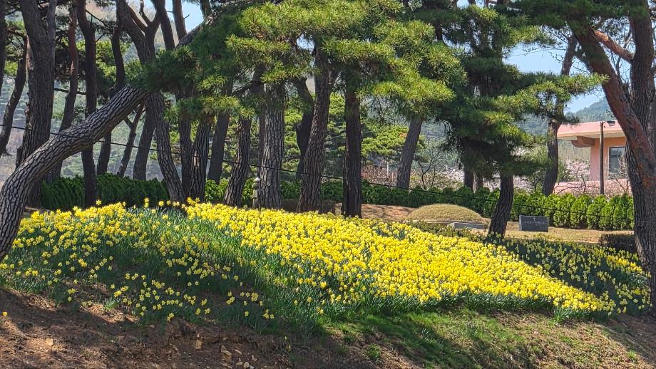 예산군 윤봉길의사기념관, 94주년 상하이 의거 기념 앞두고 ‘봄꽃 향연’ 이미지