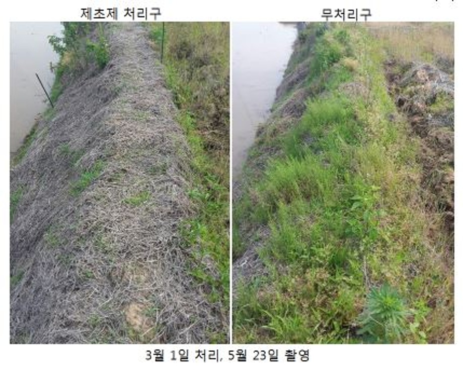 예산군농업기술센터, 농한기 맞아 논둑잡초 방제법 소개 이미지
