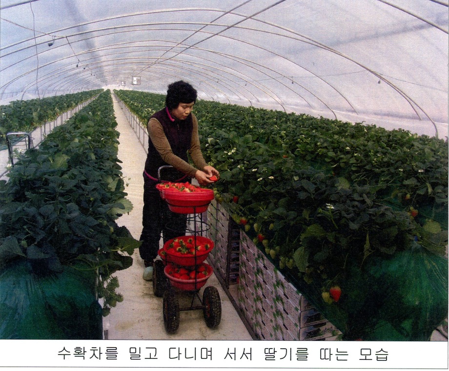 예산의 강소농 홍철수 농가 수경재배로 딸기 생산성 향상 이미지