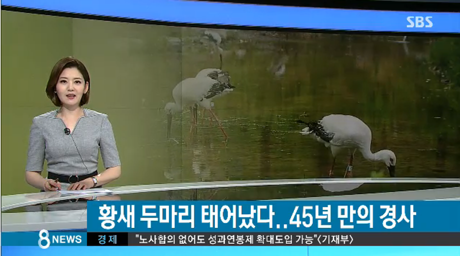 [SBS 8시 뉴스] 새끼황새 두 마리 태어났다···45년 만의 경사 이미지