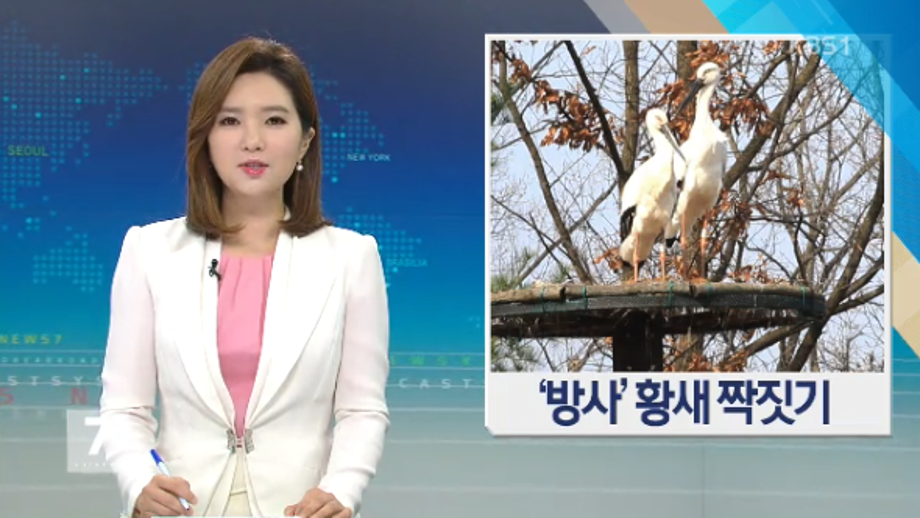 [KBS NEWS] 황새 자연상태 짝짓기 성공…복원 길 열렸다 이미지