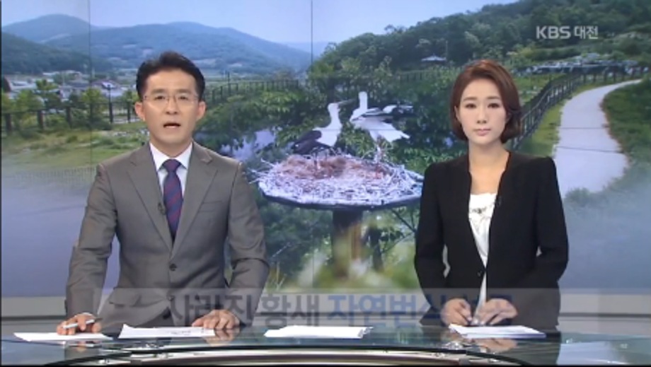 [KBS 대전 9시 뉴스] 황새 45년 만에 자연 번식 성공 이미지