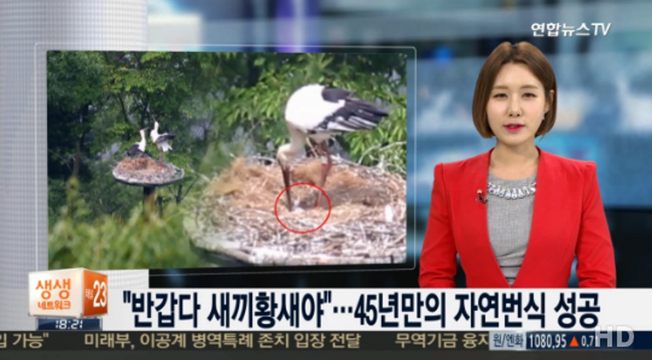 [연합뉴스TV] "반갑다 새끼황새야"…45년만의 자연번식 성공 이미지