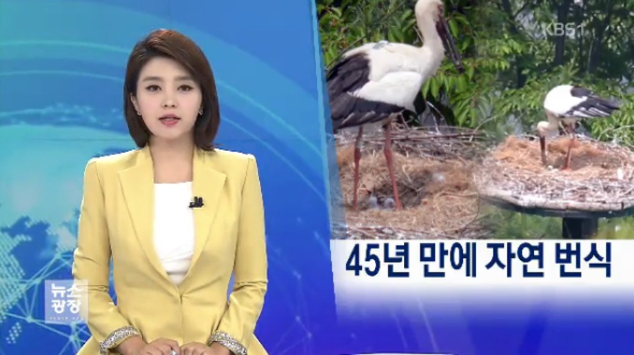 [KBS 뉴스광장] 황새 45년 만에 자연 번식 성공 이미지