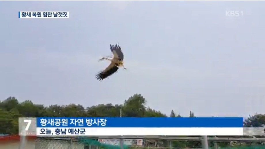 [KBS NEWS] 날아라 황새야…황새 2마리 추가 방사 이미지