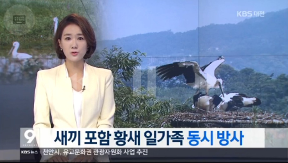 [KBS 저녁 9시 뉴스] 폭풍성장 황새, 새로운 가족 방사 이미지