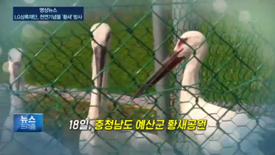 [경제채널 SBS CNBC] 천연기념물 황새 일가족 방사 이미지