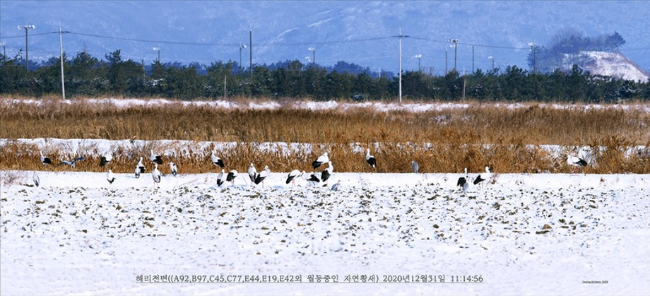 [2020.12.31] 전라북도 고창군에서 관찰된 황새입니다. 이미지