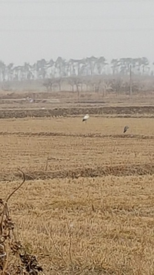 [2020.12.31] 충청남도 태안군에서 관찰된 황새입니다. 이미지