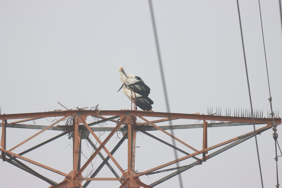[2021.01.26] 충청남도 태안군에서 관찰된 황새입니다. 이미지