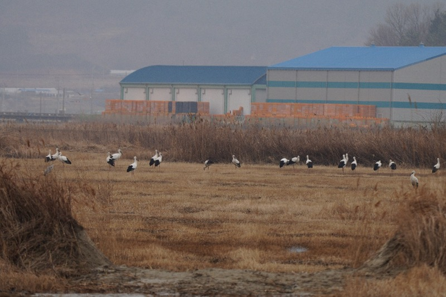 [2021.02.06] 전라북도 고창군에서 관찰된 황새입니다. 이미지