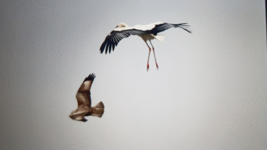 [2021.03.07] 전라북도 군산시에서 관찰된 황새입니다. 이미지