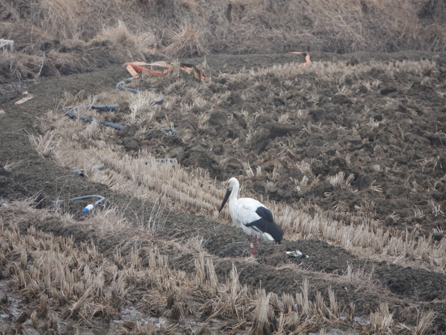 [2021.03.13] 인천광역시 강화군에서 관찰된 황새입니다. 이미지