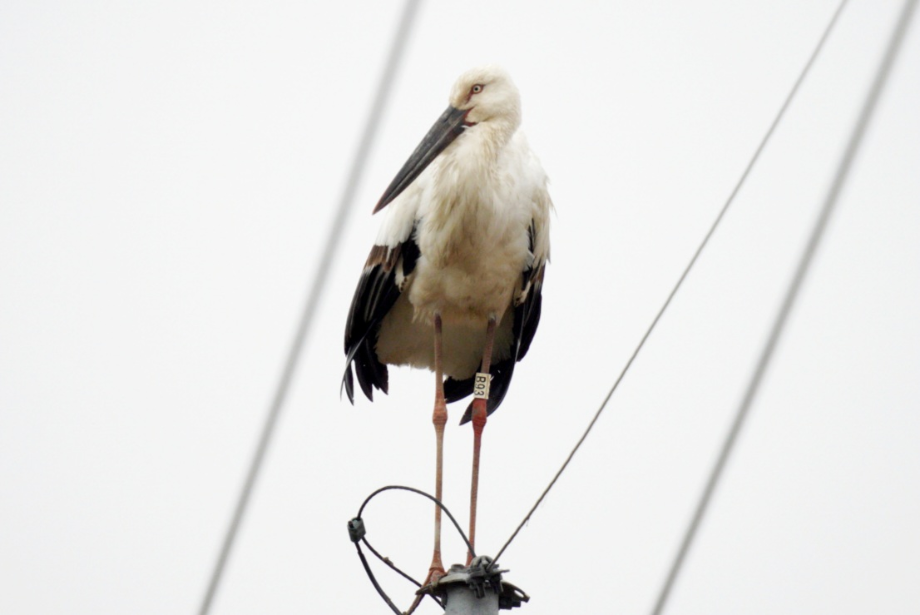 [2021.03.20] 전라북도 고창군에서 관찰된 황새입니다. 이미지