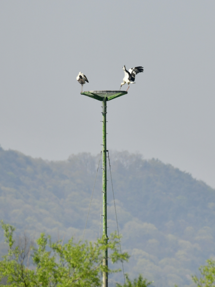 [2021.04.08] 경상남도 김해시에서 관찰된 황새입니다. 이미지
