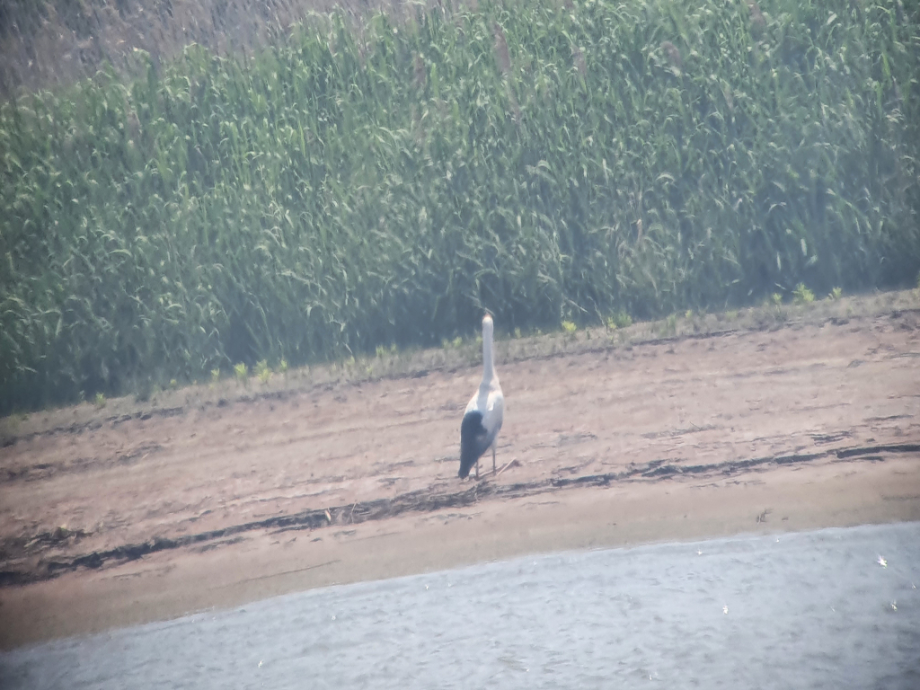 [2021.05.13] 전라북도 김제시에서 관찰된 황새입니다. 이미지