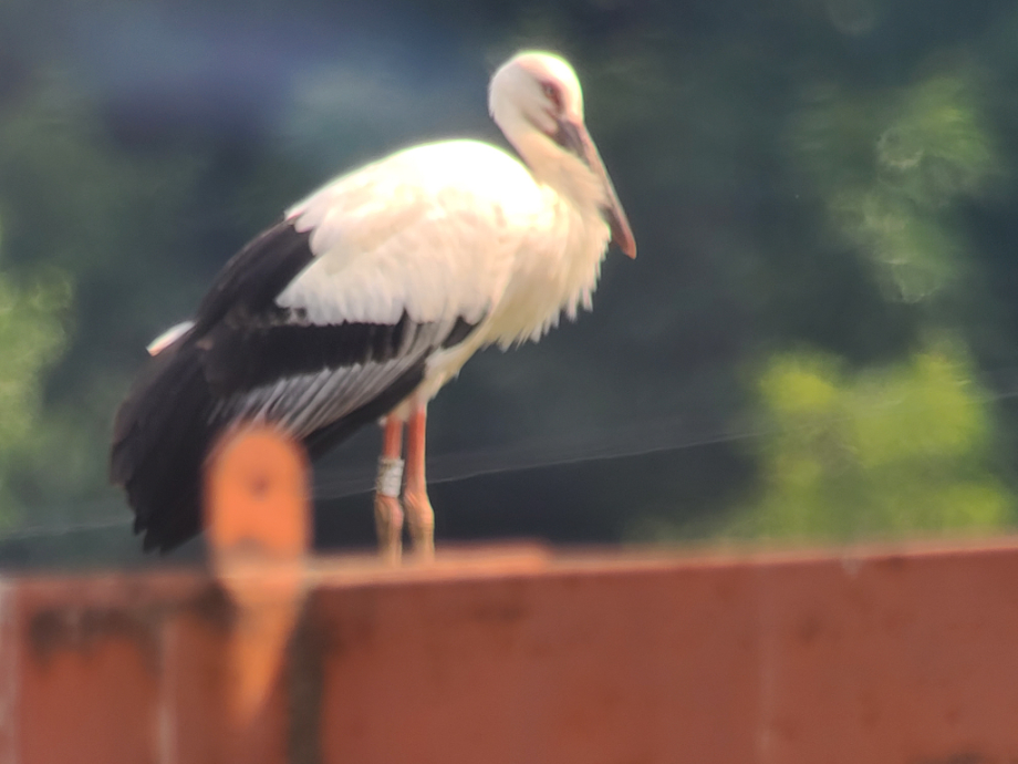 [2021.06.08] 충청남도 예산군에서 관찰된 황새입니다. 이미지