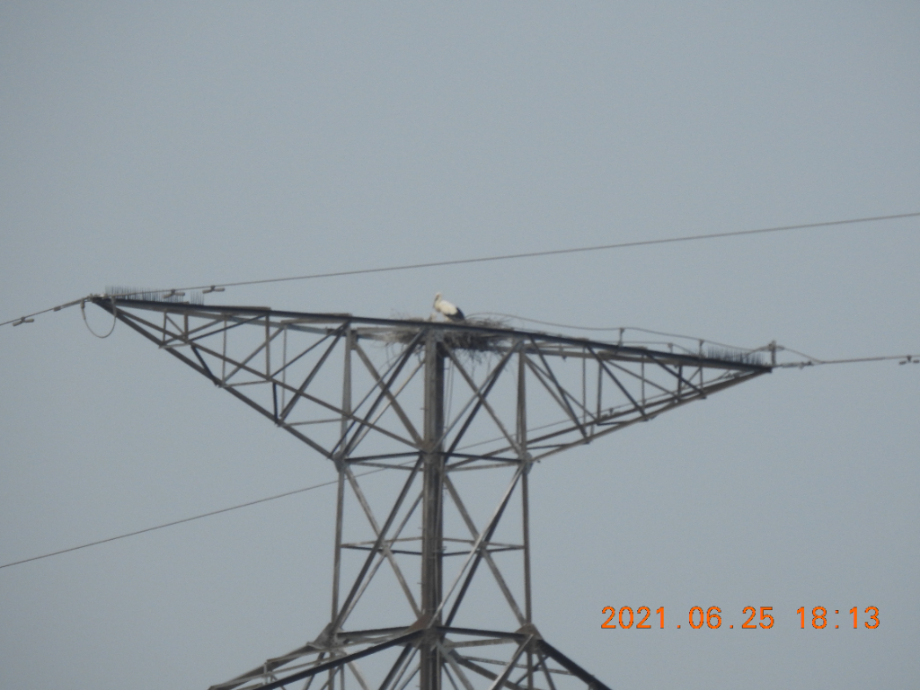 [2021.06.25] 충청남도 아산시에서 관찰된 황새입니다. 이미지