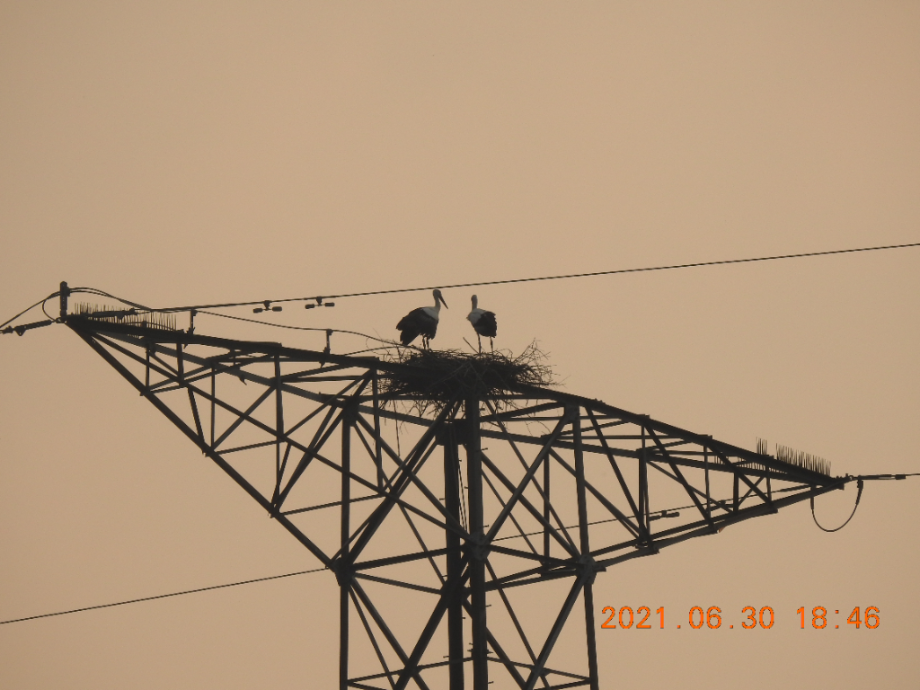[2021.06.30] 충청남도 아산시에서 관찰된 황새입니다. 이미지