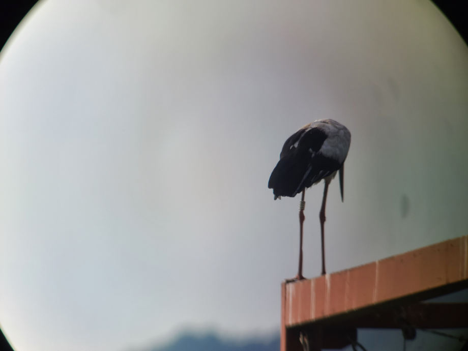[2021.08.07] 충청남도 예산군에서 관찰된 황새입니다. 이미지