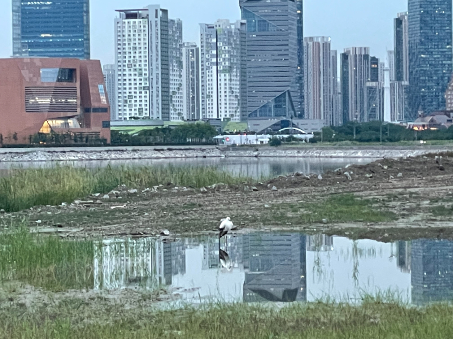 [2021.08.27] 인천광역시 남동구에서 관찰된 황새입니다. 이미지