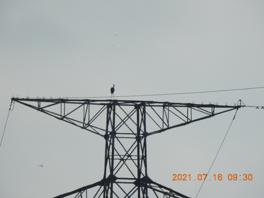 [2021.07.16] 충청남도 예산군에서 관찰된 황새입니다. 이미지