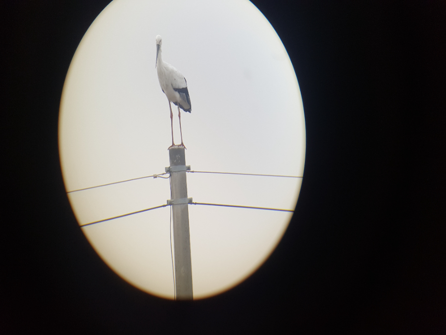 [2021.11.21] 충청남도 서천군에서 관찰된 황새입니다. 이미지