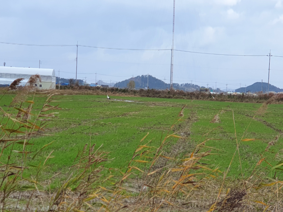 [2021.11.22] 전라북도 김제시에서 관찰된 황새입니다. 이미지