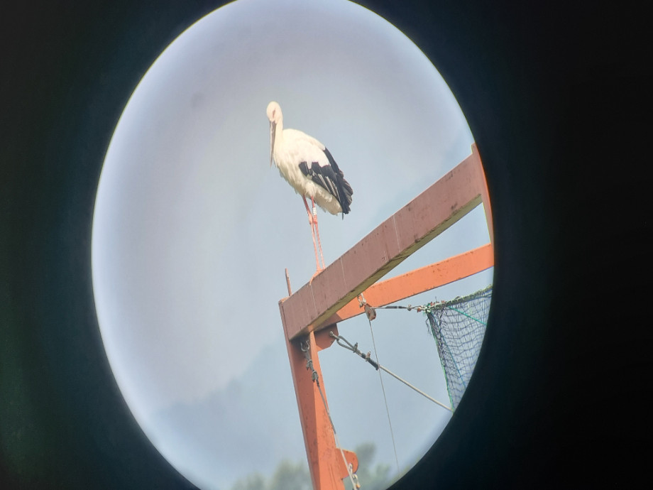 [2021.09.12] 충청남도 예산군에서 관찰된 황새입니다. 이미지