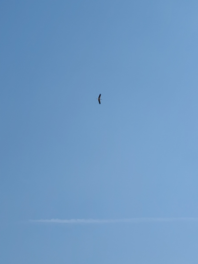 [2021.10.24] 충청남도 태안군에서 관찰된 황새입니다. 이미지