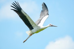 예산황새축제