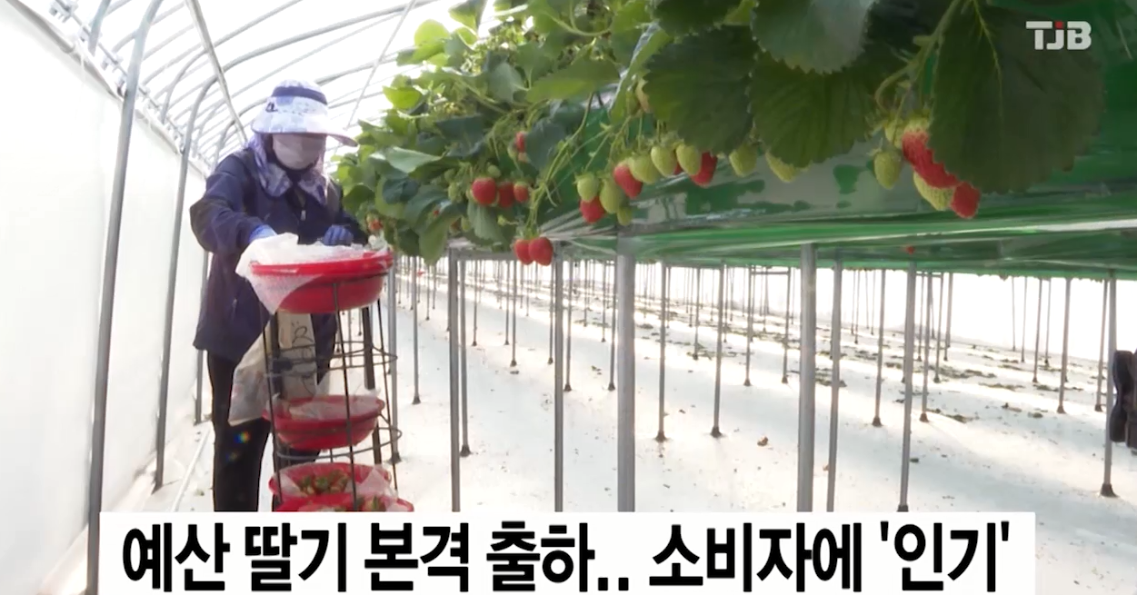 예산군 딸기 본격 출하 소비자에 인기(TJB뉴스)